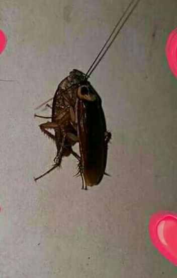 Amor De Cucarachas Roberto X Pedro