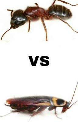 Cucarachas vs Hormigas - Maka