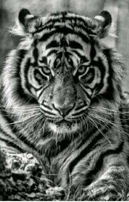 Me Quedo Con Mi Tigre