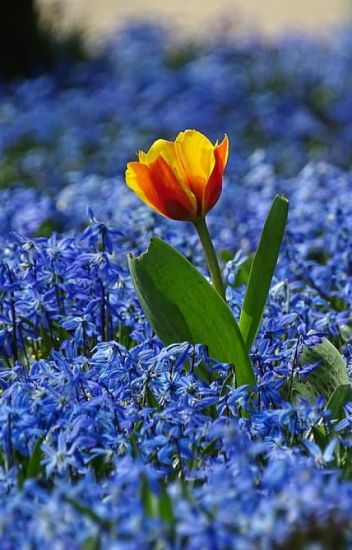 Las Flores Azules Brotan En Un Extenso Campo.