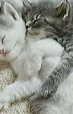 two Lovely Kittens