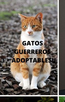 Gatos Guerreros Adoptables!