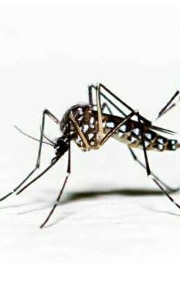 Reencarne en un Maldito Mosquito