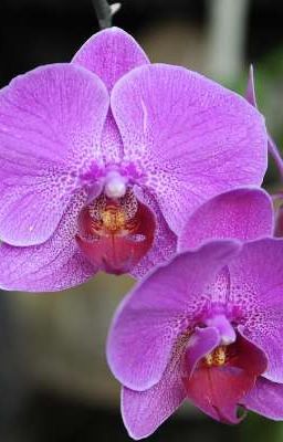 las Orquídeas no Crecen en Verano