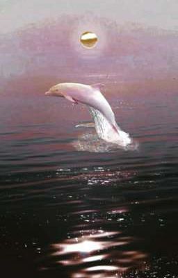 Delfín Rosado