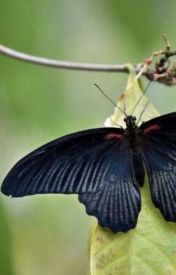 Mariposa Negra