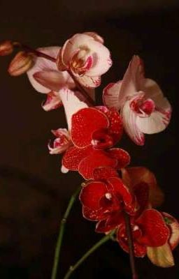Orquídeas Para Kieran