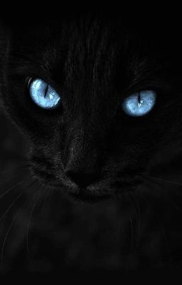 el Gato de los Ojos Brillosos