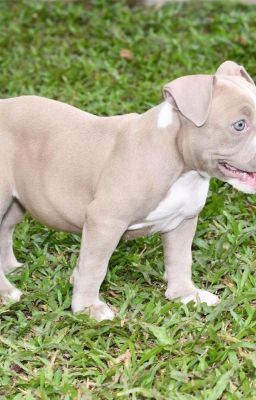 Best Pitbull Puppies for Sale in Ne...