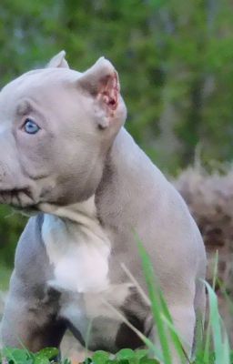 Pitbull Puppies for Sale in Strouds...