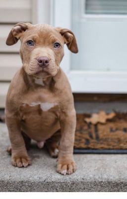 American pit Bull Terrier Puppies F...