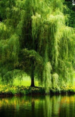 •the Weeping Willow of Dreams•