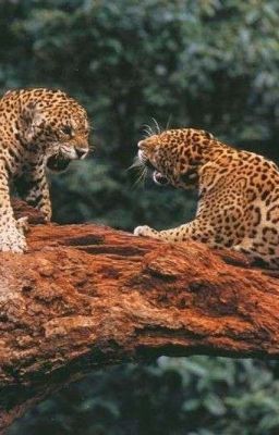 el Legado de los Hermanos Jaguar
