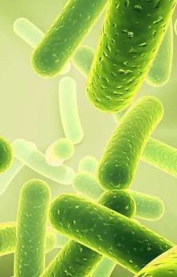 yo Rencarnaba en una Bacteria (la V...