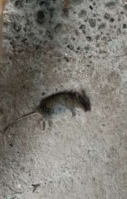 la Ratita Muerta