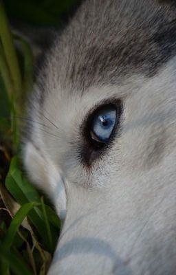 los Ojos del Perro Siberiano