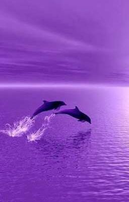 Delfines de Amor
