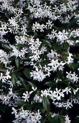 the Jasmine Flowers [farcus]