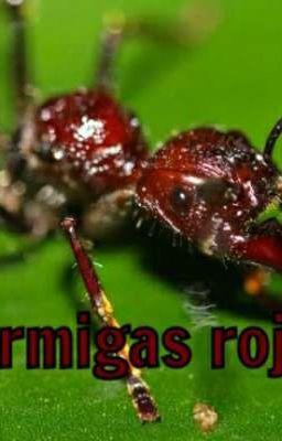 Hormigas Rojas