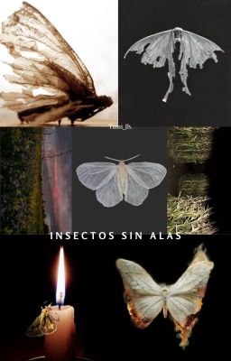 Insectos sin Alas
