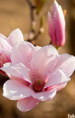 Magnolias en Flor Parte 3