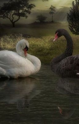 Swan Lake {hyunlix}