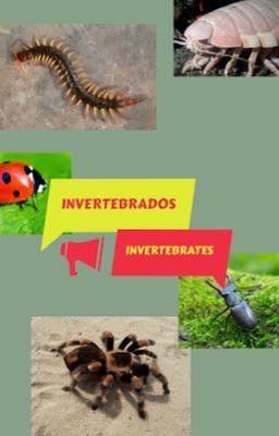 Invertebrados/invertebrates