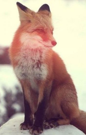 The Fox Spirit